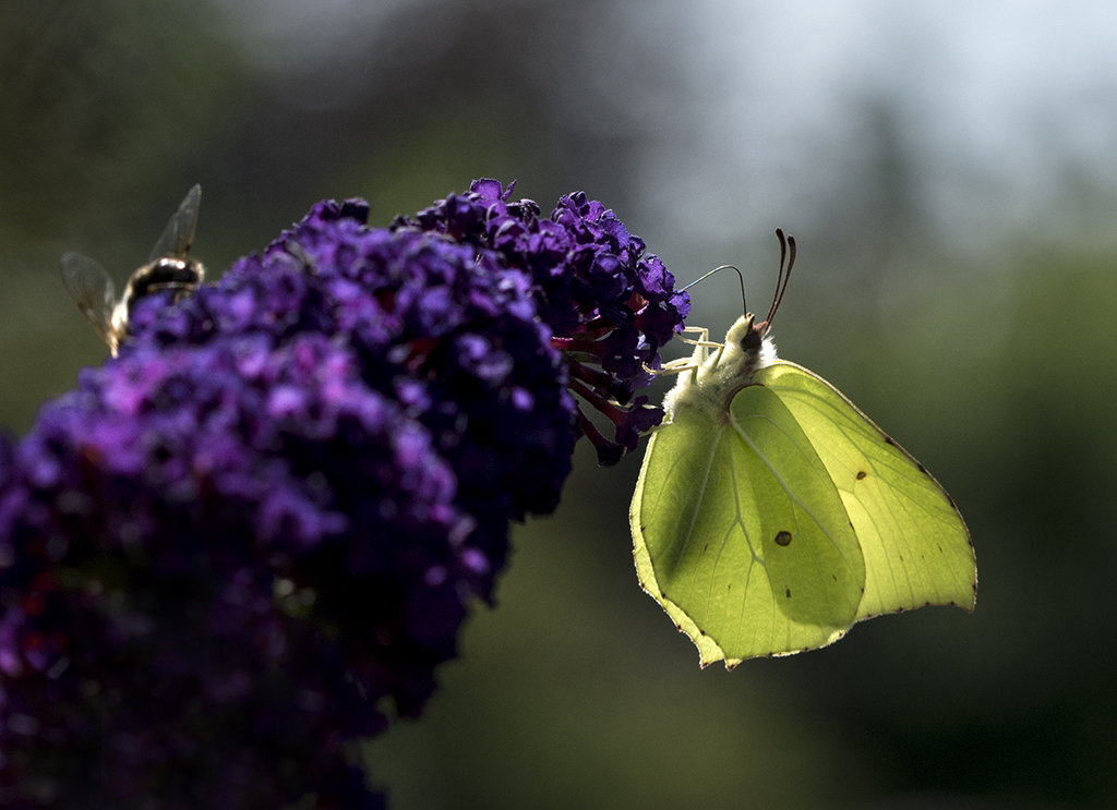 4711 Tiere Schmetterling Biene_KA70676-1 Kopie.jpg